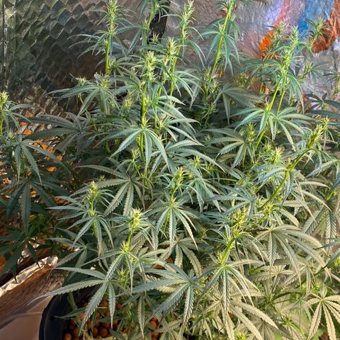 Lambs Clone growlog timeline photo