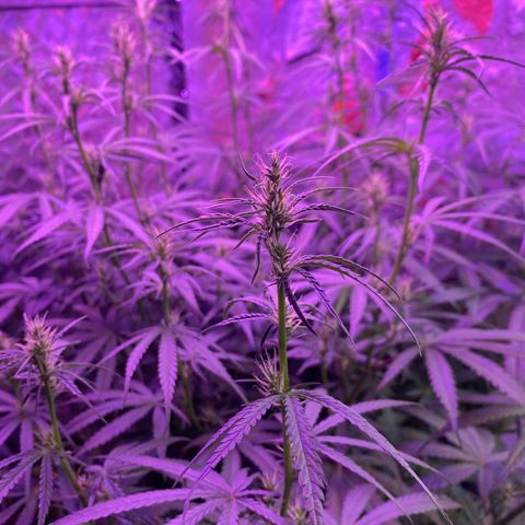 Lambs Clone growlog timeline photo