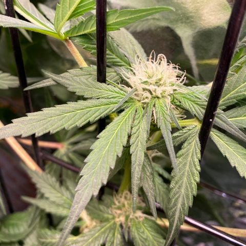 Unknown strain growlog timeline photo