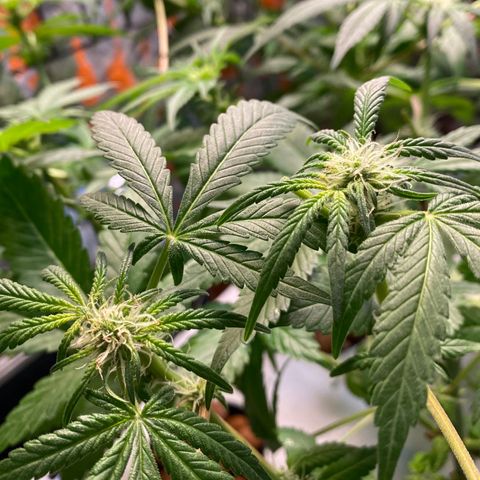 Unknown strain growlog timeline photo