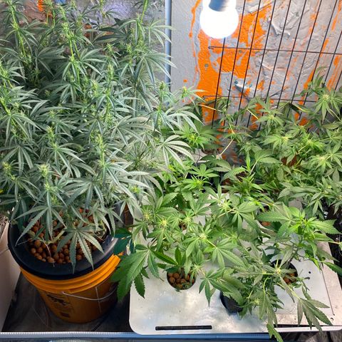 Unknown strain growlog timeline photo