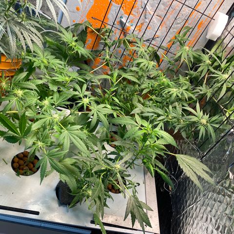 Unknown strain growlog timeline photo