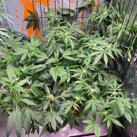 Unknown strain growlog timeline photo