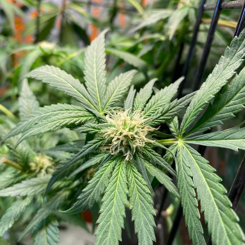 Unknown strain growlog timeline photo