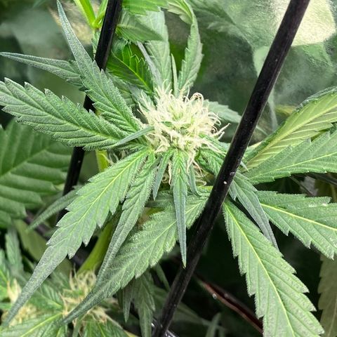 Unknown strain growlog timeline photo