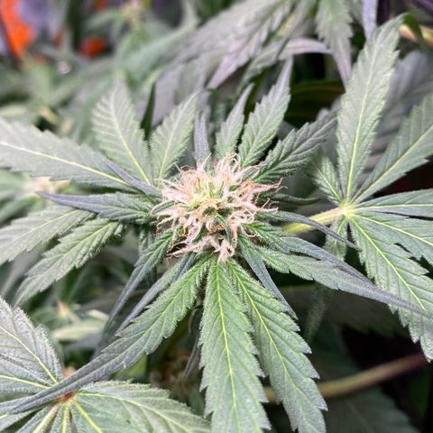 Unknown strain growlog timeline photo