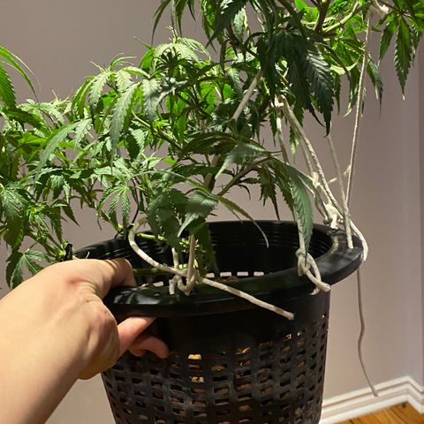 Lambs Clone growlog timeline photo