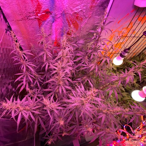 Lambs Clone growlog timeline photo