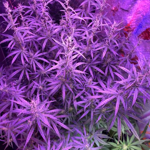 Lambs Clone growlog timeline photo