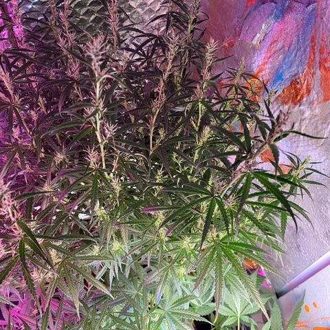 Lambs Clone growlog timeline photo