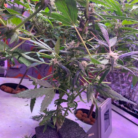 Unknown strain growlog timeline photo
