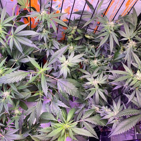 Unknown strain growlog timeline photo