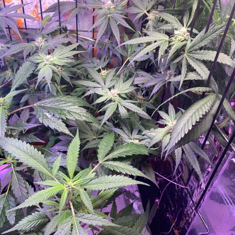 Unknown strain growlog timeline photo