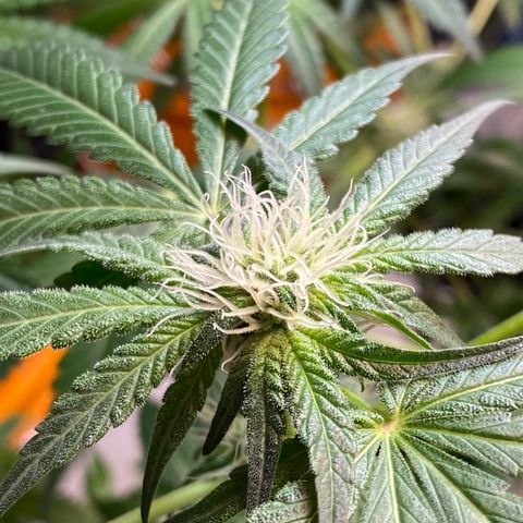 Unknown strain growlog timeline photo