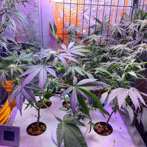 Unknown strain growlog timeline photo