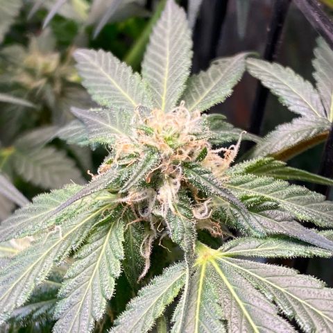 Unknown strain growlog timeline photo