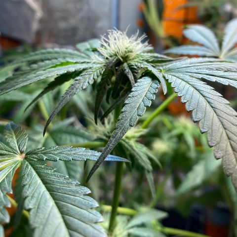 Unknown strain growlog timeline photo