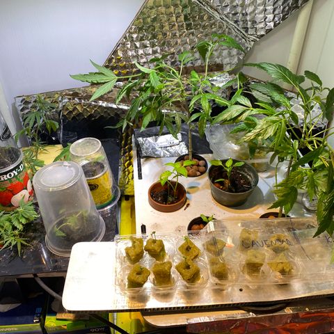 Amnesia Haze Clone growlog timeline photo