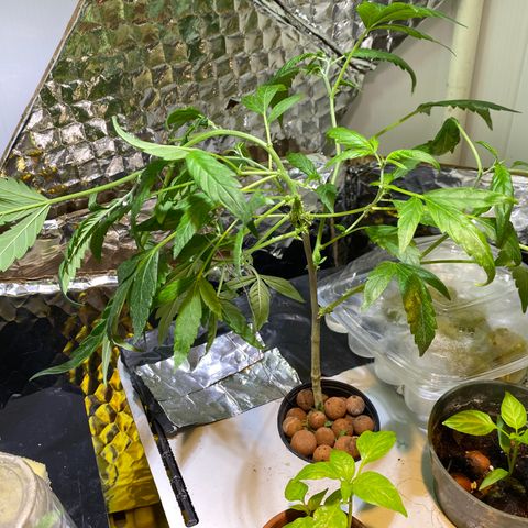 Amnesia Haze Clone growlog timeline photo