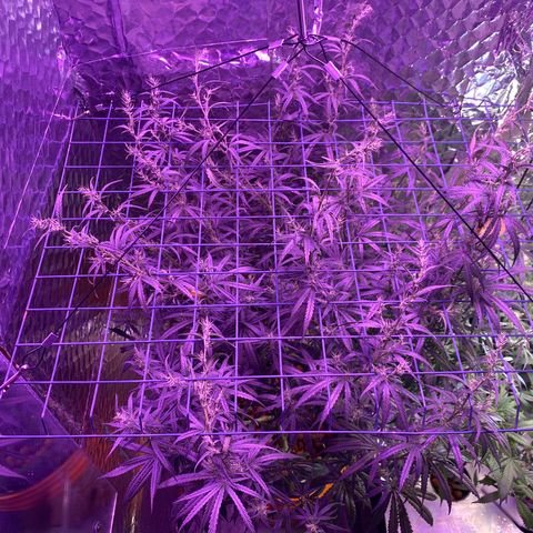 Lambs Clone growlog timeline photo