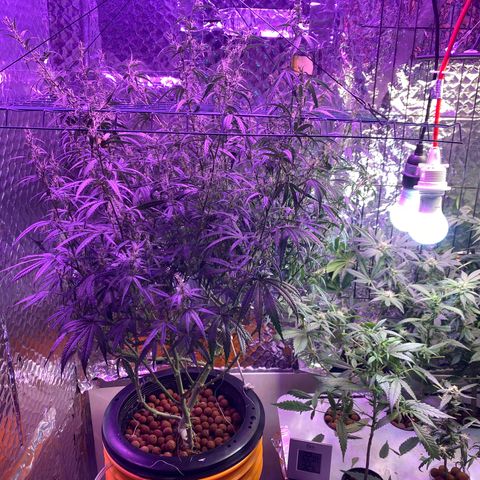 Lambs Clone growlog timeline photo