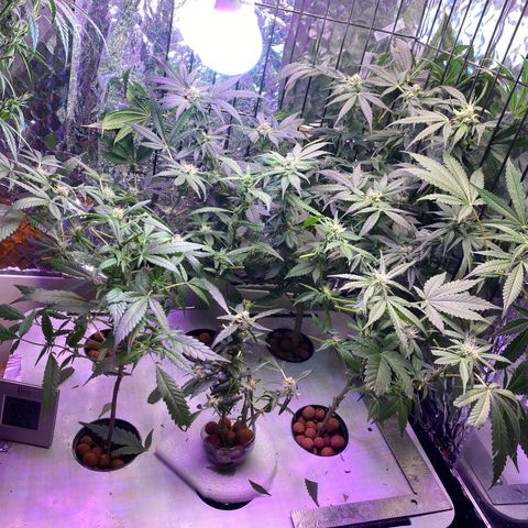 Unknown strain growlog timeline photo