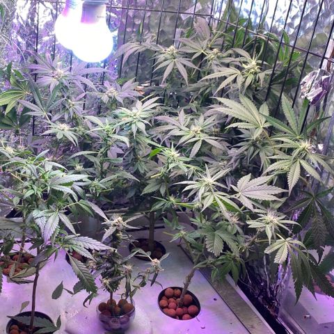 Unknown strain growlog timeline photo