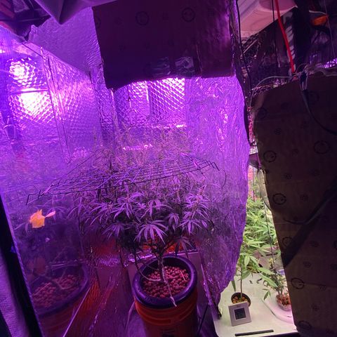Lambs Clone growlog photo: 14/10 light cycle
