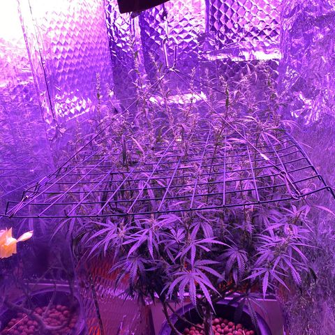Lambs Clone growlog photo: 14/10 light cycle