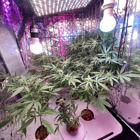 Unknown strain growlog photo: 12/12 light cycle. 