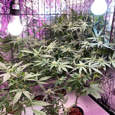 Unknown strain growlog photo: 12/12 light cycle. 