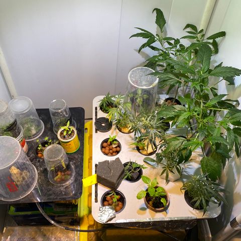 Amnesia Haze Clone growlog timeline photo