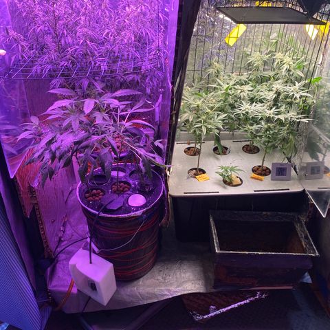 Lambs Clone growlog timeline photo