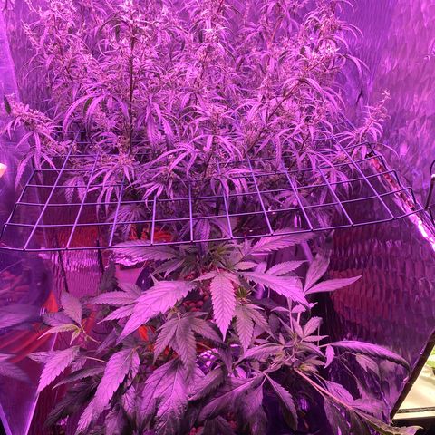 Lambs Clone growlog timeline photo