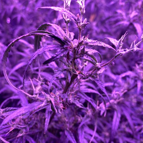 Lambs Clone growlog timeline photo