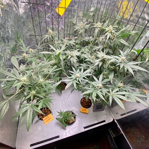 Unknown strain growlog timeline photo