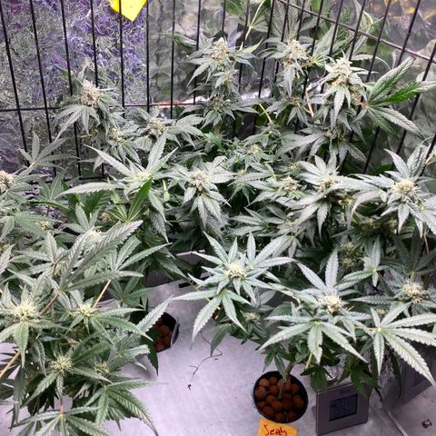 Unknown strain growlog timeline photo