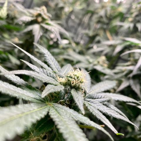 Unknown strain growlog timeline photo