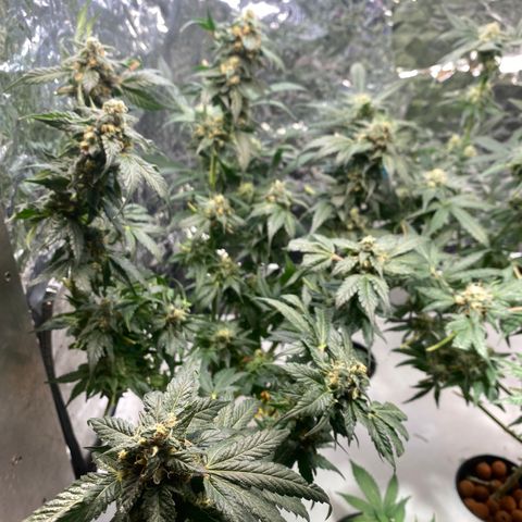 Unknown strain growlog timeline photo