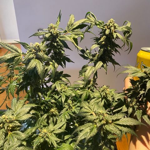 Unknown strain growlog timeline photo