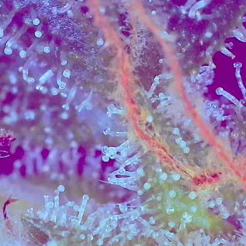 Unknown strain growlog photo: FLUSH TIME. Trichomes cloudy