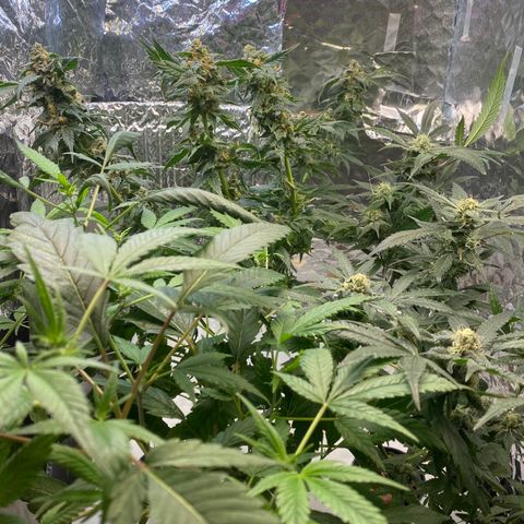 Unknown strain growlog photo: FLUSH TIME. Trichomes cloudy