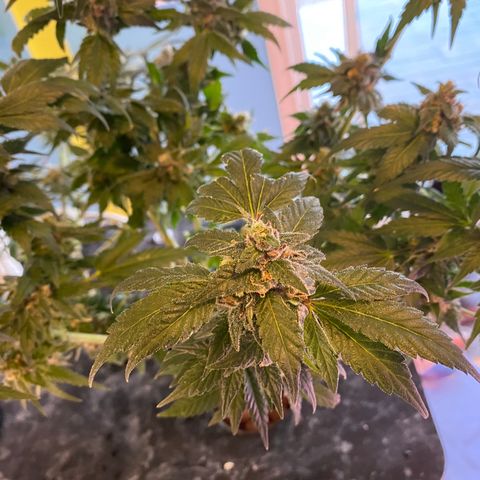 Unknown strain growlog photo: FLUSH TIME. Trichomes cloudy