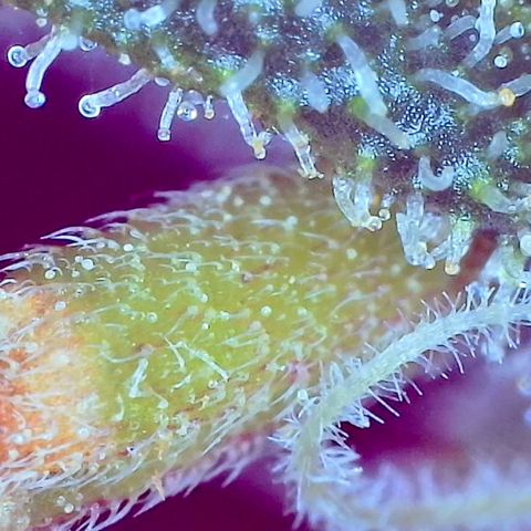Unknown strain growlog photo: FLUSH TIME. Trichomes cloudy