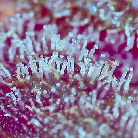 Unknown strain growlog photo: FLUSH TIME. Trichomes cloudy