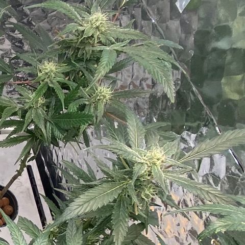 Amnesia Haze Clone growlog timeline photo