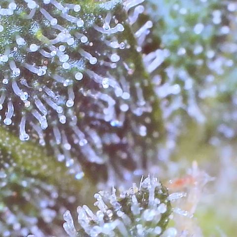 Lambs Clone growlog timeline photo