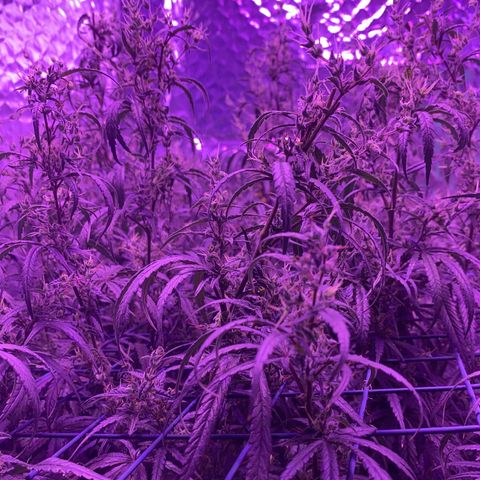 Lambs Clone growlog timeline photo