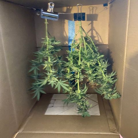 Unknown strain growlog photo: Harvest