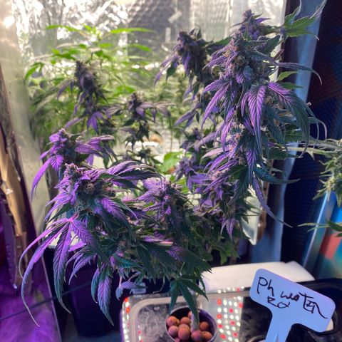 Unknown strain growlog photo: Harvest